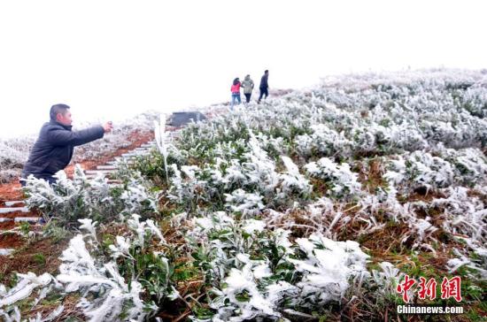 2月23日，广西多地维持降雨和低温天气，地处高寒山区的融水苗族自治县以及三江侗族自治县乡镇道路出现结冰现象，草木被冰凌附着。据气象部门预报，22日至24日，广西各地日平均气温下降8至12℃，局部14℃以上，桂北部分地区需预防寒潮天气。吴婷婉 摄