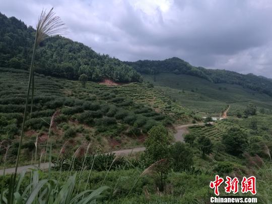 在武夷源茶园的近2000亩茶山里，对茶树不进行修剪和过分管理，不施农药、化肥和除草剂，无为而治，周围十几公里无人居住。　李妮 摄