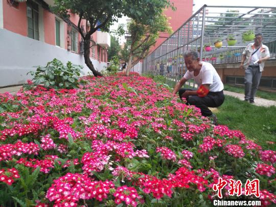 沈阳全国最美志愿服务社区红巾社区原来光秃秃的房前屋后都种上了美丽花草。图为老党员、志愿者在侍弄花草。　赵桂华 摄