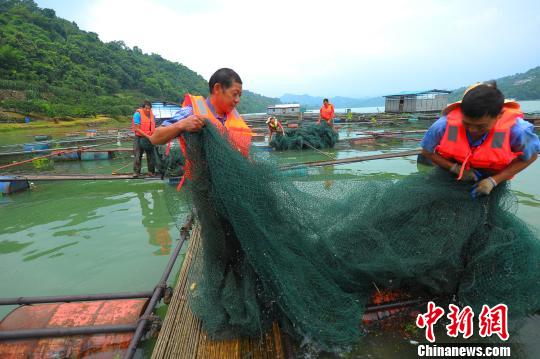 网箱里的鲟鱼被转移上岸 曹礼达 摄