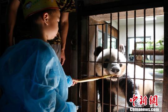 图为小朋友喂大熊猫吃竹笋。　王远 摄