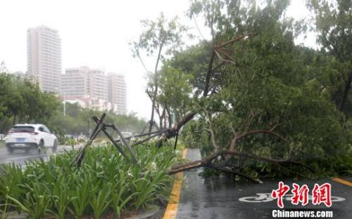 7月16日，受台风“塔拉斯”影响，三亚凤凰路上不少树木倒伏。　尹海明　摄